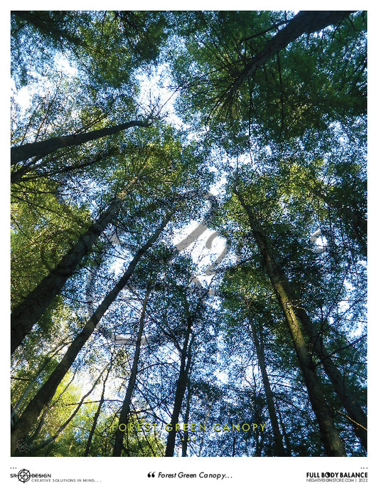 SR Designs  |  Forest Green Canopy Photo by Steve Roberts