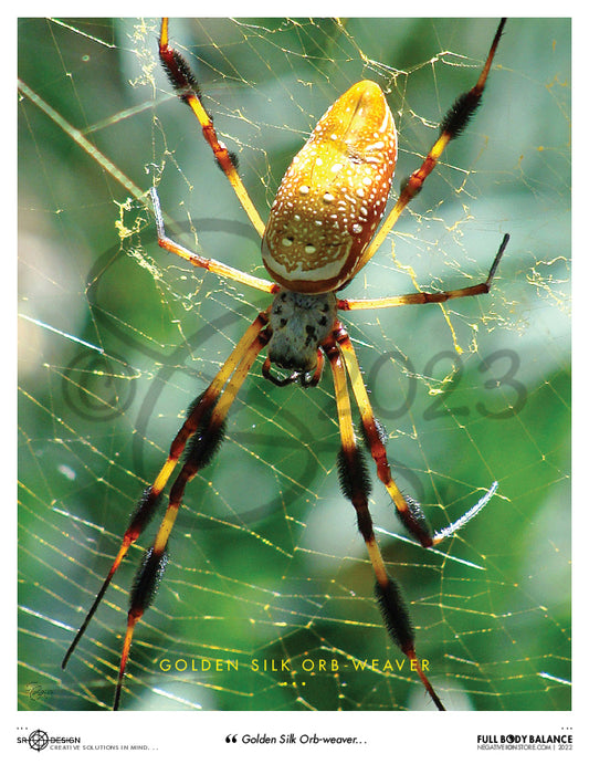 SR Designs  |  Golden Silk Orb Weaver Photo by Steve Roberts