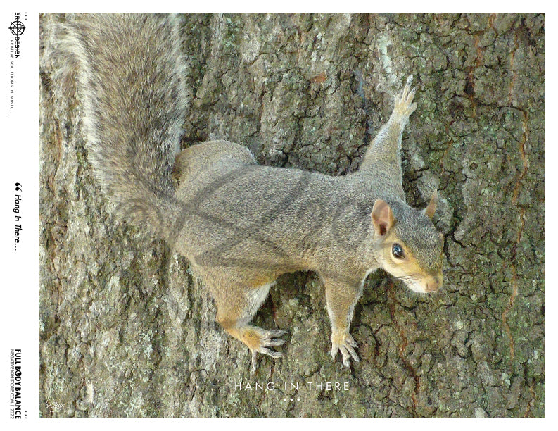 SR Designs  |  Hang In There Photo by Steve Roberts