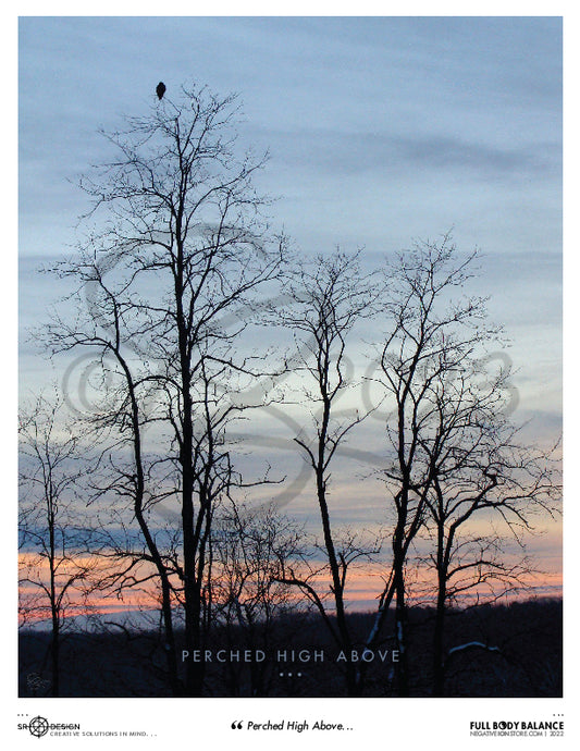 SR Designs  |  Perched High Above Photo by Steve Roberts