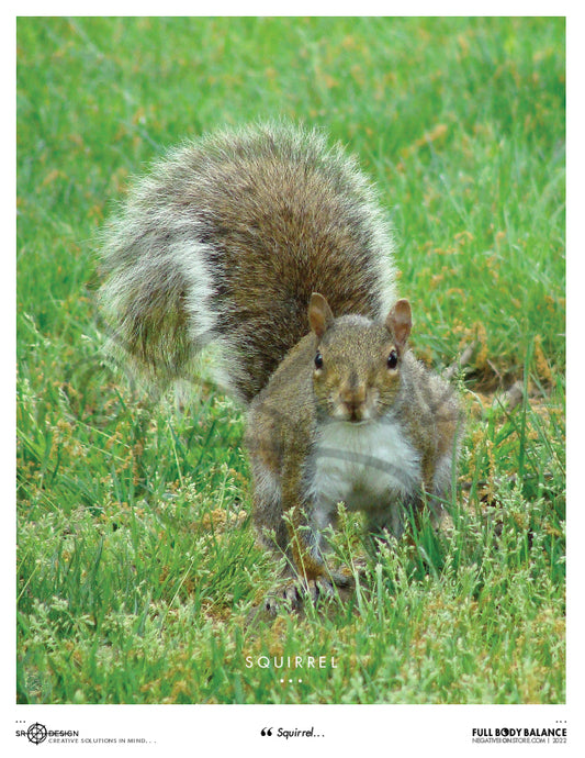 SR Designs  |  Squirrel Photo by Steve Roberts
